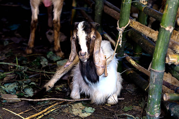 goat at the animal market