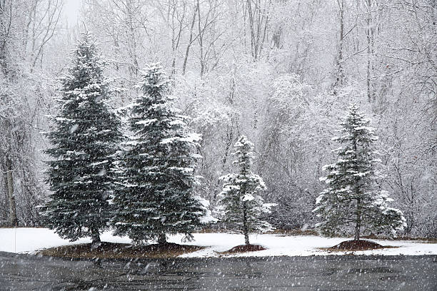 istock pine trees in a row in the snow 2217741457