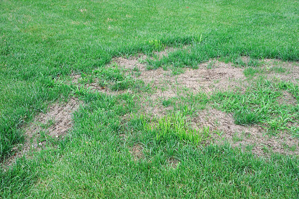 istock lawn in bad condition and need maintaining 2217741562