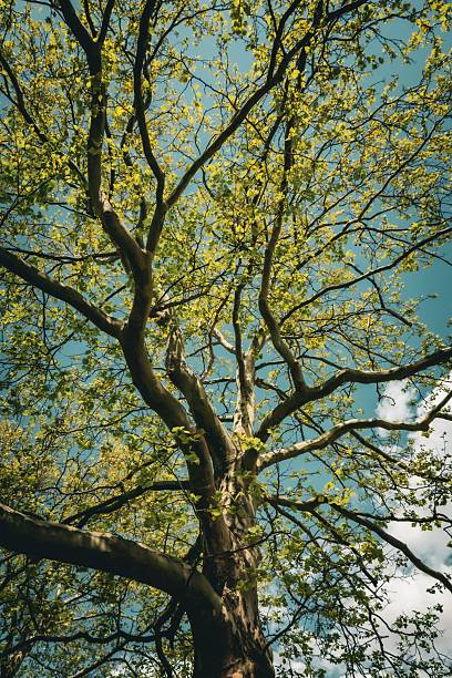 istock View from below of a tree with budding leaves against a clear blue sky 2217742021