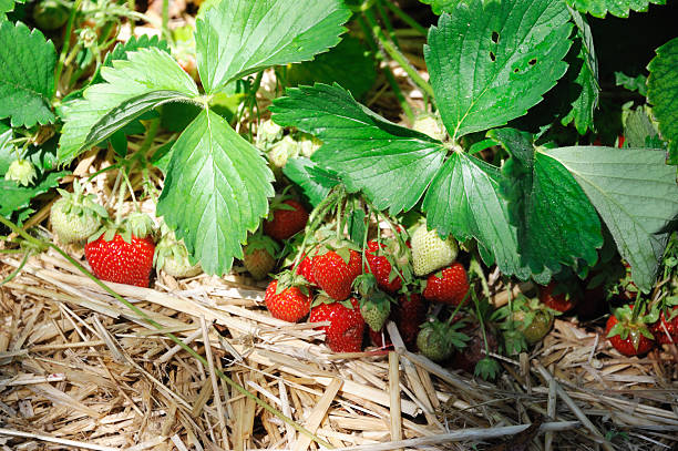 Ripe strawberry fruits in a garden in July, England, United Kingdom