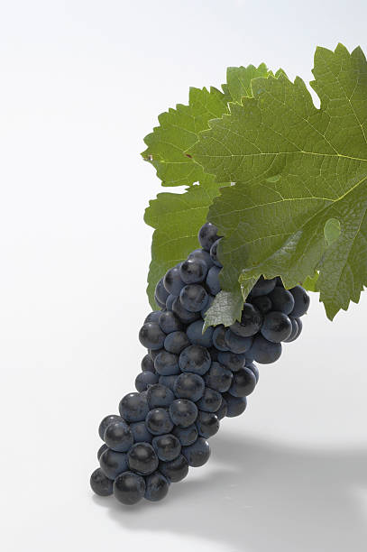 istock Cabernet Sauvignon red grapes with leaves 2217744178
