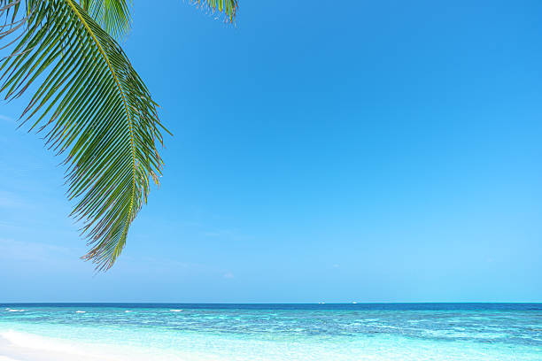 istock Tropical palm leafs and turquoise sea with sunny blue sky copy space scene 2217744563