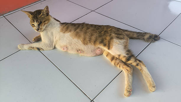 istock Pregnant Cat Lying on the Floor 2217746577