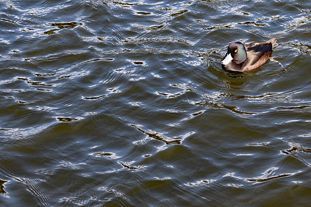 A solo duck on a lake