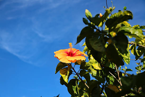 Orange Hibiscus Flower
