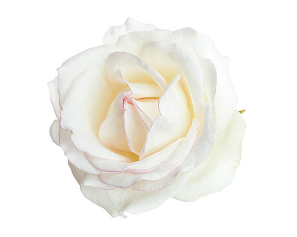 istock White rose flower, Blooming rose flower isolated on white background, with clipping path 2217747967