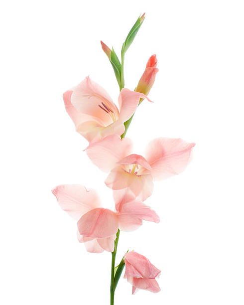 Gladiolus flowers, Pink gladiolus blooming on branch isolated on white background, with clipping path