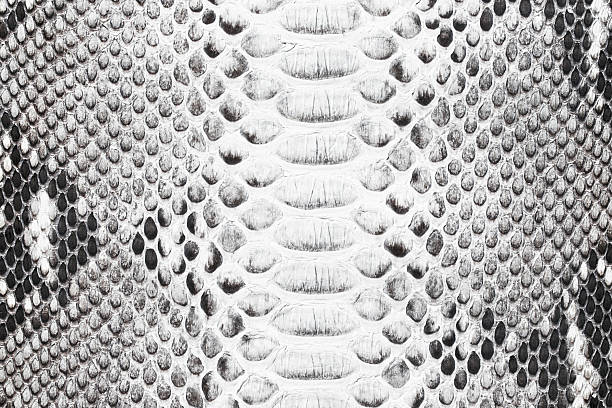 istock black and white snake skin texture, leather background 2217749298
