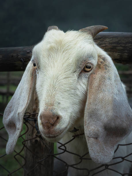 istock A portrait of a white sheep 2217749542