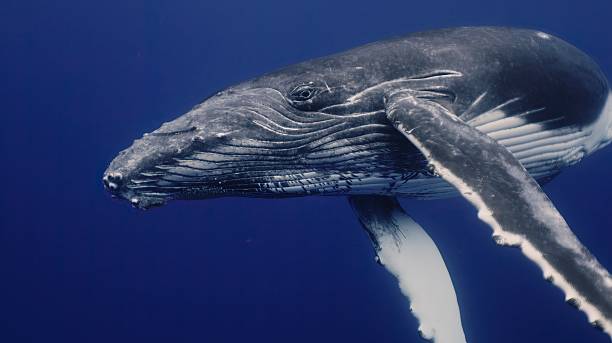 istock Fantastic closeup humpback whale gently dancing in blue water close to surface, light shimmering. Underwater shot full body whale. Concept of natural habitat wildlife marine animals of Tonga 2217749663