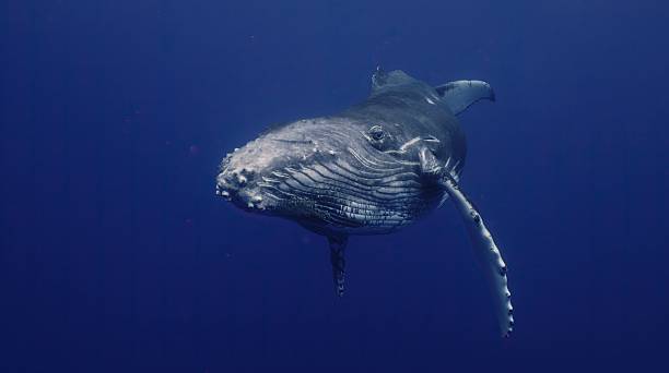 istock Fantastic closeup humpback whale gently dancing in blue water close to surface, light shimmering. Underwater shot full body whale. Concept of natural habitat wildlife marine animals of Tonga 2217750208