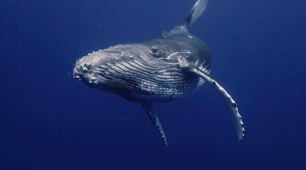 istock Fantastic closeup humpback whale gently dancing in blue water close to surface, light shimmering. Underwater shot full body whale. Concept of natural habitat wildlife marine animals of Tonga 2217750234
