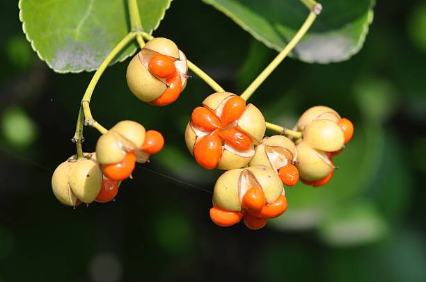 istock Evergreen Euonymus japonicus tree in Korea 2217750876