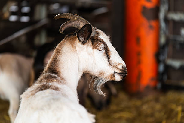 livestock