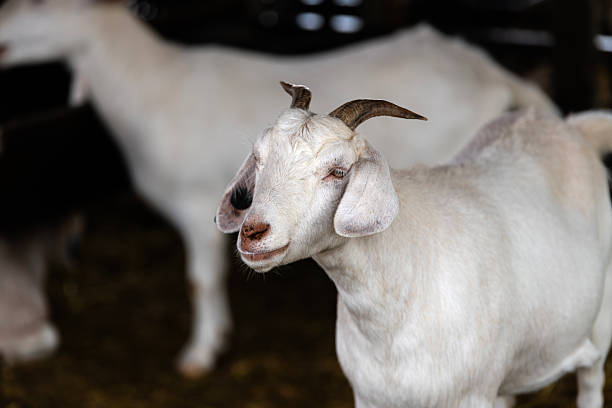 istock goat in the farm 2217751413