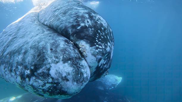 istock Underwater wide angle Gray Whale closeup. Beautiful endangered Grey whales diving down in deep green ocean waters. Slow motion wildlife nature mammals of Mexico. Muzzle covered with balanuses shells 2217752000