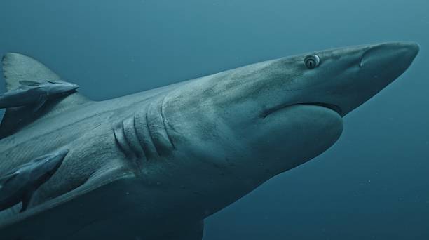 istock Amazing closeup black tip reef sharks with sharp teeth swimming underwater on coral reef ocean of Tonga. Shark diving tourism. Divers feed school of sharks Carcharhinus leucas marine of Pacific Ocean. 2217753910