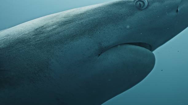 istock Amazing closeup black tip reef sharks with sharp teeth swimming underwater on coral reef ocean of Tonga. Shark diving tourism. Divers feed school of sharks Carcharhinus leucas marine of Pacific Ocean. 2217753951