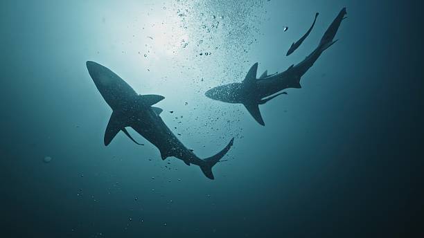 istock Amazing closeup black tip reef sharks with sharp teeth swimming underwater on coral reef ocean of Tonga. Shark diving tourism. Divers feed school of sharks Carcharhinus leucas marine of Pacific Ocean. 2217753990