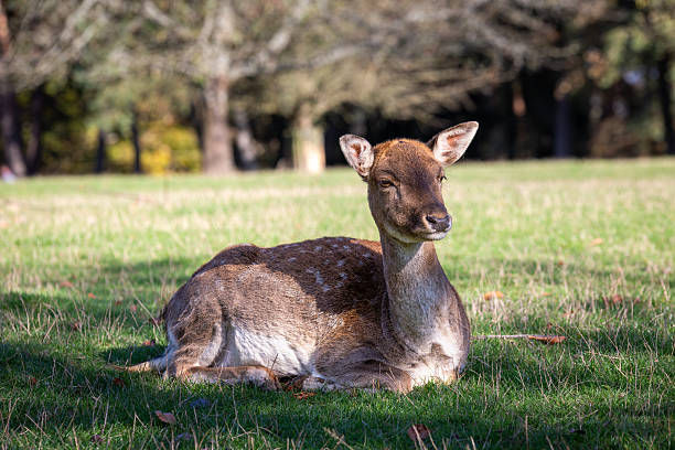 A young fawn lies comfortably on soft grass, basking in the sunlight. Surrounding trees provide a serene backdrop, creating a tranquil atmosphere in the park.