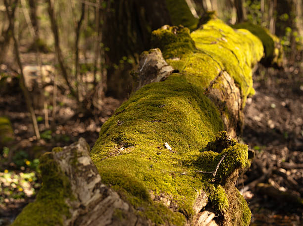 a carpet of moss completely covered the old fallen tree trunk