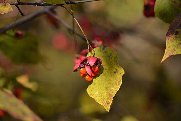 A detailed view of Korean spindle tree (Euonymus sieboldianus) showing green star-shaped fruits and vibrant green leaves in summer light.