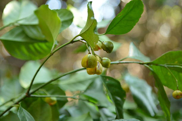 A Korean native herb tree known as Euonymus japonicus var. laxiflorus with glossy leaves and green fruits, photographed in natural coastal habitat.