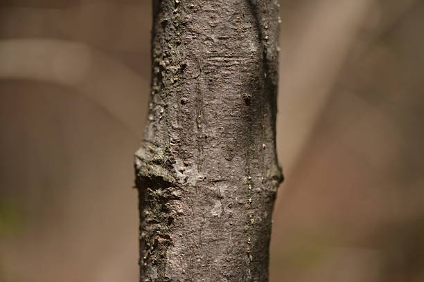 istock Euonymus sachalinensis with leaves, bark, and flowers in Korean mountain forest 2217757075