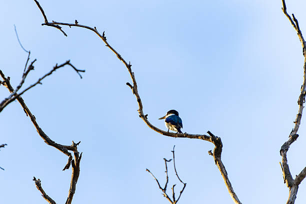 istock forest kingfisher or Todiramphus macleayii high on branch of dead tree displaying bright blue wing pattern 2217757376