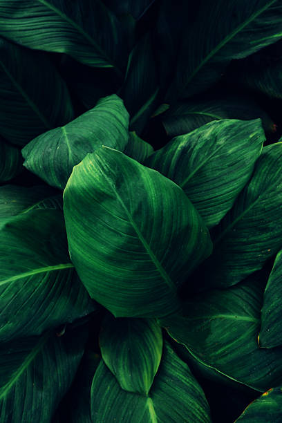 istock abstract tropical leaf textures on dark tone, natural green background. 2217757398
