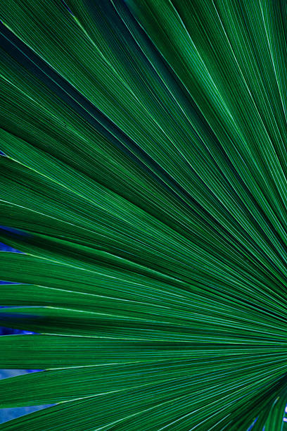 abstract palm leaf textures on dark blue tone, natural green background.