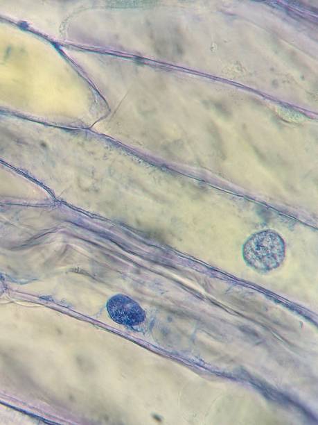 istock Microscopic view of plant cells with visible nuclei. 2217761070