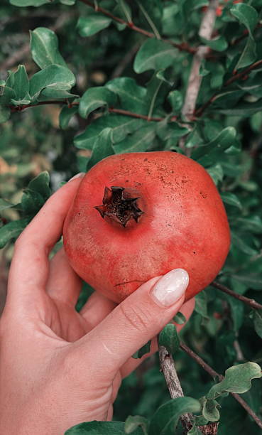 istock Pomegranate Ripe Close-Up Red Green Leaves Tree Fresh Harvest 2217762491