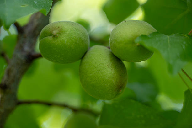 Unripe Apricots on Tree Branch – Early Summer Growth
