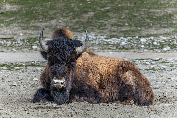 istock American buffalo known as bison, Bos bison in a german park 2217762696