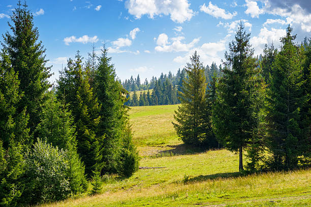 istock coniferous forest on the green hill in carpathian mountains 2217763338