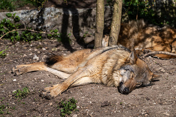 The Eurasian wolf, a subspecies of the grey wolf, has been reintroducing itself to German landscapes, with populations settling in areas like the Blackforest and Odenwald.