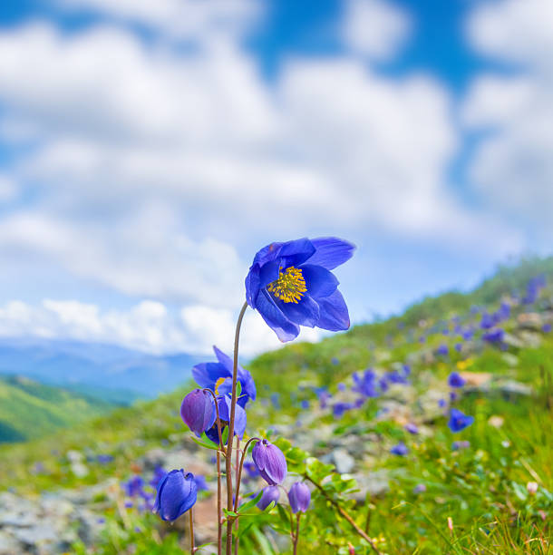 closeup wild flowers growth on the green mount slope