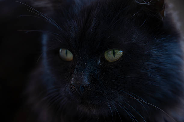 istock Mysterious Black Cat Close-Up – Intense Gaze and Feline Elegance 2217763884