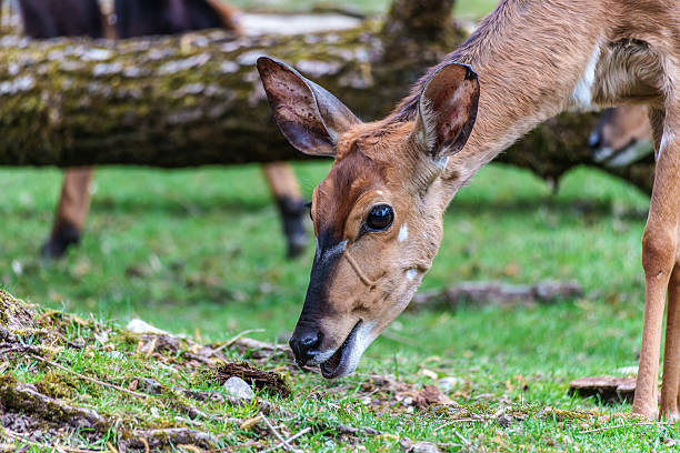 istock Nyala Antelope - Tragelaphus angasii. Wild life animal. 2217764444