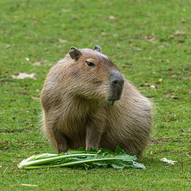istock Capybara, Hydrochoerus hydrochaeris grazing on fresh green grass 2217764507