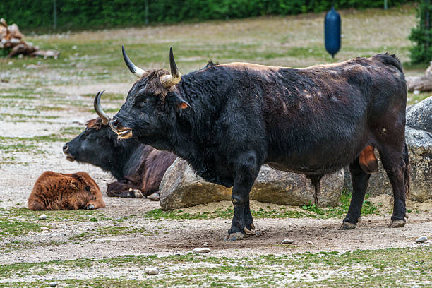 istock Heck cattle, Bos primigenius taurus or aurochs in a German park 2217764596
