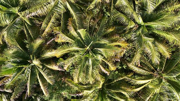 Top view of a group of coconut trees on a hot summer afternoon in the mountains of Carmen, Cebu Province, Philippines