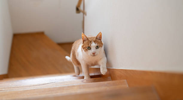 istock Cute cat climbing the stairs 2217766791