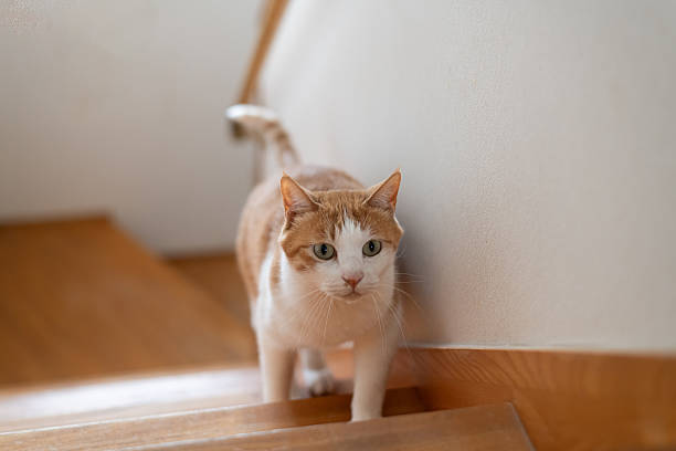 istock Cute cat climbing the stairs 2217766848