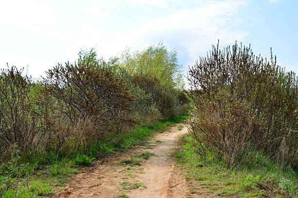 A path winding through lush greenery on a bright sunny day no people
