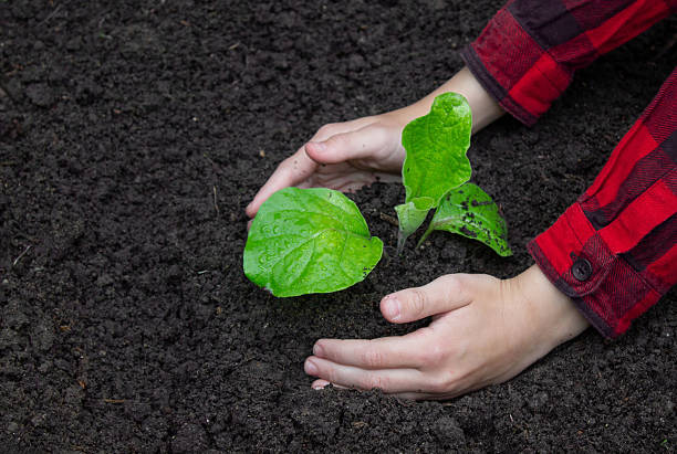 istock Boy planting a sprout in the garden. Selective focus 2217771041