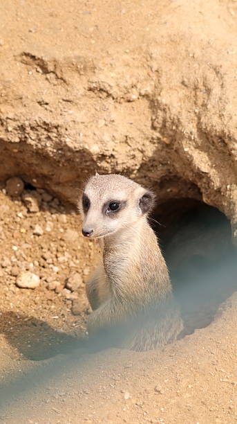 istock Meerkat in a zoo 2217777152