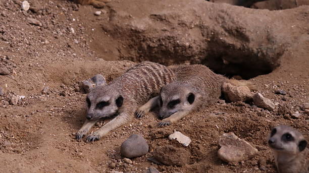 istock Meerkat in a zoo 2217777183